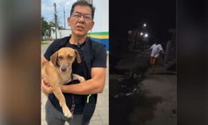 Cadela vítima de zoofilia é localizada em Manaus; vídeo registrou o crime chocante