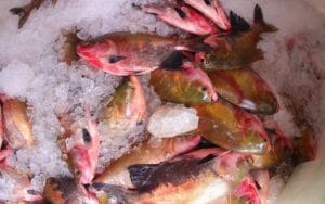 Não tem churrasqueira? Aprenda a preparar um delicioso tambaqui assado no forno