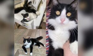 Gato perdido em Manaus: recompensa de R$800 reais é oferecida para quem encontrar o ‘Théo’