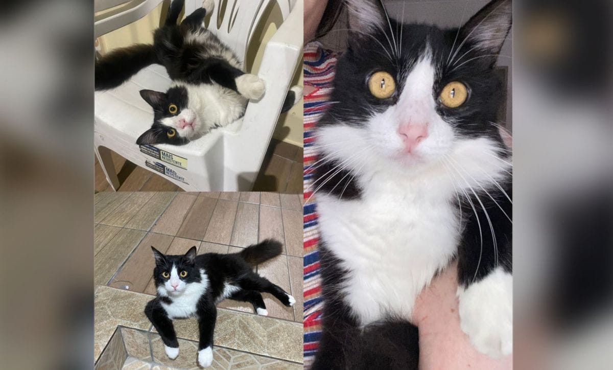 gato theo desaparece em manaus