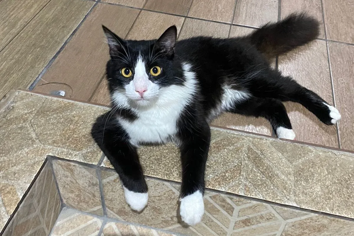 gato theo desaparecido em manaus Gato Theo desaparecido em manaus