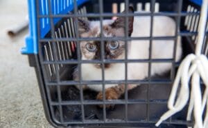 Centro de Zoonoses realiza agendamento para castração de gatos na Zona Norte de Manaus