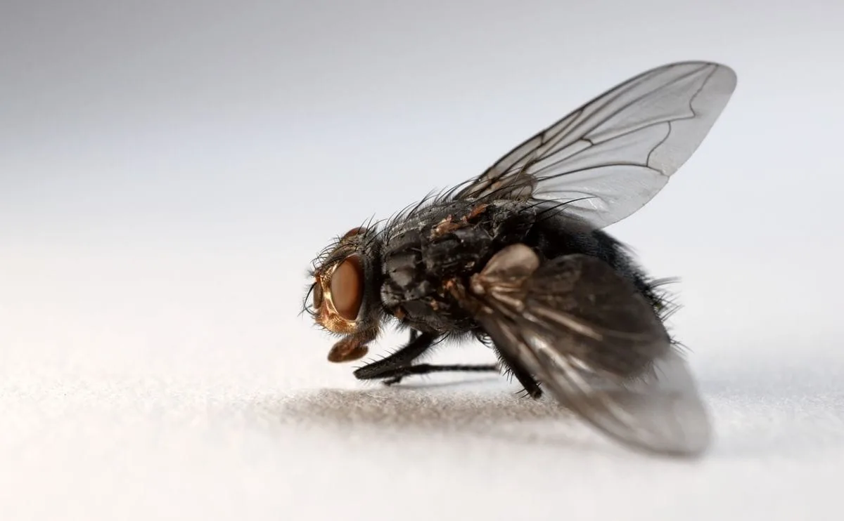 virose da mosca