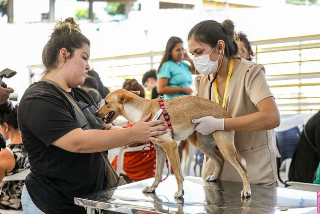 Tudo Sobre o Castramóvel: Como Funciona a Castração Gratuita no Amazonas Foto: Antonio Lima/Secom