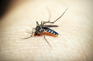 Brasil tem mais de um milhão de casos de dengue este ano
