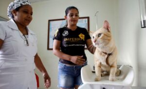 Castração gratuita em Manaus: saiba como agendar no site do CCZ