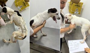 Presas por maus-tratos, mulheres alegam que os cachorros eram magros naturalmente, em Manaus