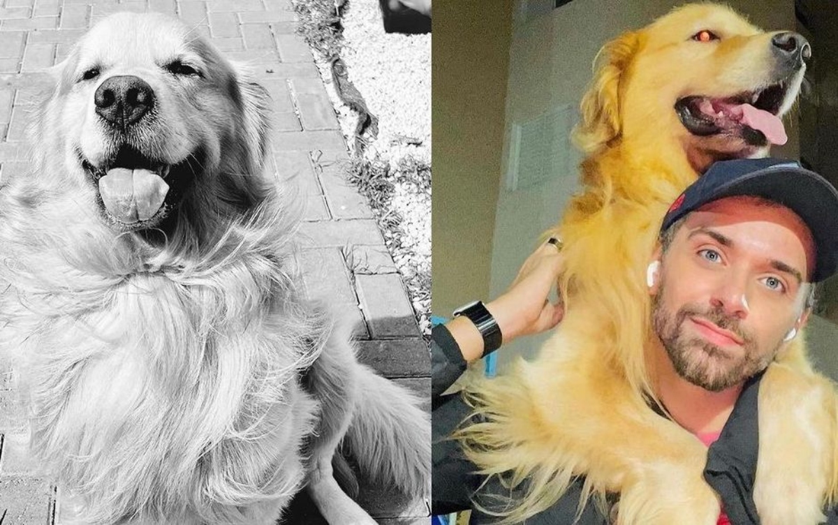 gol cão