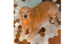 Após caso Joca, Senado aprova regras para transporte aéreo de animais