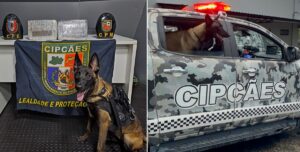 Cães de faro auxiliam na apreensão de mais de meia tonelada de drogas em quatro meses, no AM