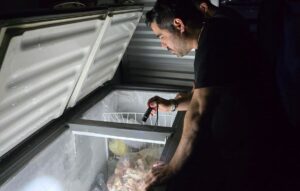 Cerca de 100 kg de carne de jacaré apreendidos em Manaus seriam transportados para fora do país