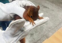 PM resgata esquilo na rodovia AM-070; animal é considerado o menor da espécie encontrado no Brasil