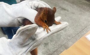 PM resgata esquilo na rodovia AM-070; animal é considerado o menor da espécie encontrado no Brasil