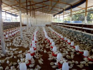 Adaf convoca produtores a realizarem atualização cadastral de animais até 15 de junho