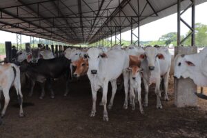 Adaf estabelece critérios para emissão de Guia de Trânsito de Subprodutos de origem animal não comestíveis