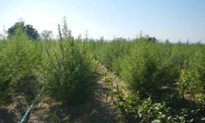 Supremo fixa 40g de maconha para diferenciar usuário de traficante