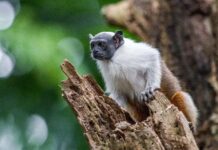 TCE-AM destaca apoio ao ICMBio na criação da Reserva para Sauim-de-Coleira