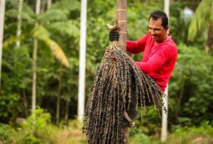 Taste Atlas: Açaí e guaraná estão entre as melhores frutas globais, segundo o guia online internacional de viagens