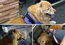 Direito Animal: Juiz ordena Latam a aceitar cão na cabine em viagem para Fortaleza