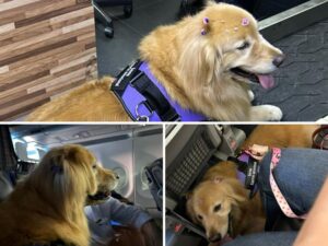 Liminar obriga Latam a transportar cão de passageiro na cabine em viagem para Fortaleza