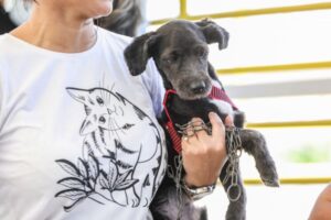 Maus-tratos a animais podem render prisão de 2 a 5 anos, alerta Polícia Civil do Amazonas