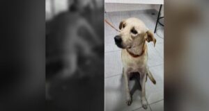 Homem que matou ‘Ronaldinho’ a facadas, não gostava do cachorro e já foi preso por latrocínio, em Manaus
