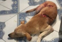 Crime de Maus-Tratos: homem que esfaqueou cachorro no Lírio do Vale é preso
