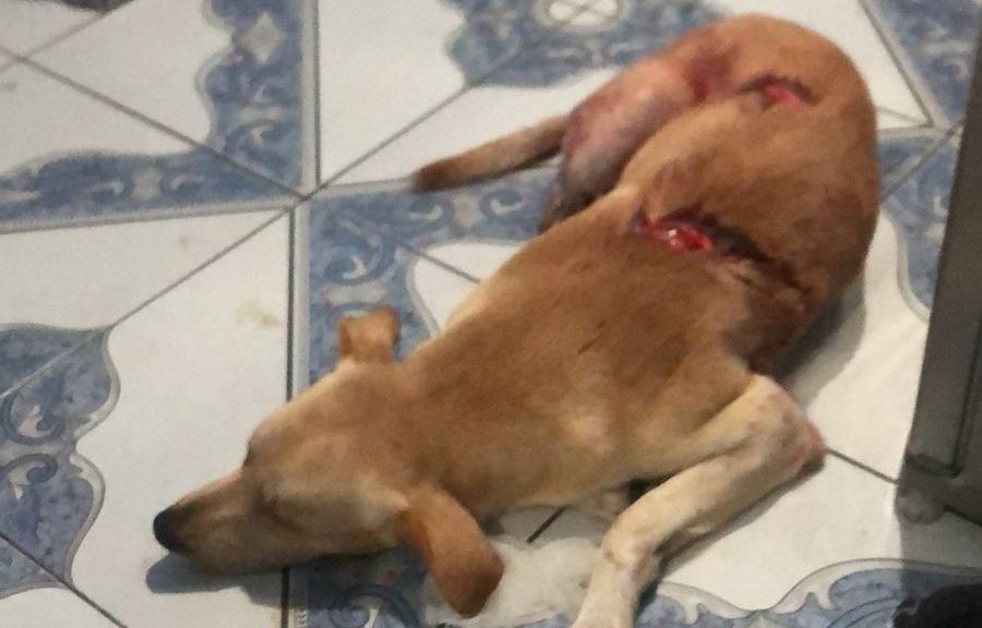 Crime de Maus-Tratos: homem que esfaqueou cachorro no Lírio do Vale é preso