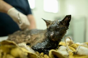 BARBARIDADE: gato encontrado coberto de breu de asfalto está em estado crítico, em Manaus