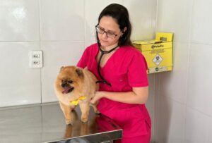 Saiba tudo sobre o teste 4Dx: protegendo seu cão das principais doenças de carrapatos