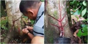 Propriedades medicinais do ‘Sangue de Dragão’ tem atraído a atenção dos extrativistas da calha do rio Madeira