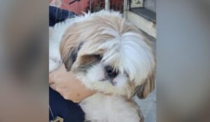 Polícia Civil recupera o ‘Téo’, Shih Tzu furtado e vendido por R$200, em Manaus