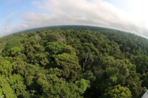 Desmatamento cai 46,9% no Amazonas em um ano, aponta Inpe