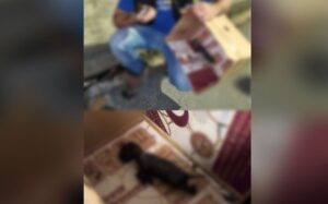 Barbaridade: criança resgata dois gatos de rua, e avó ateia fogo nos animais, em Manaus