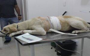 Revoltante: homem tenta matar cachorro com uma facada na Zona Norte de Manaus; assista os vídeos