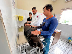 Veterinário em Manaus alerta por que a parvovirose canina é tão perigosa e como prevenir