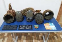 PM prende dupla com abacaxis recheados de cocaína em São Paulo de Olivença