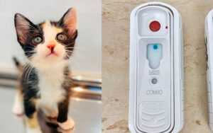 A importância dos testes FIV e FeLV em gatos, o HIV dos felinos. Saiba como proteger o seu pet