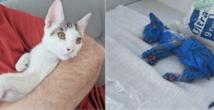 Blue, gatinha vítima da crueldade agora vive em segurança; suspeito segue sem identificação em Manaus