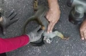 Emocionante resgate: Bombeiros do Amazonas reanimam macaco que levou um choque após fugir de incêndio