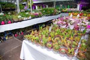 Adaf garante segurança fitossanitária e libera Feira de Flores de Holambra em Manaus