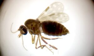 Estudo aponta novo vírus Oropouche em circulação na Amazônia