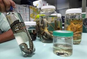 Amazonas garante atendimento a picadas de animais peçonhentos em 96 pontos
