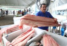 Feirão do Pescado: mais de 100 toneladas de peixe à venda em Manaus