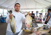 ADS Governo do Amazonas promove edição especial do Feirão do Pescado e Feira de produtos regionais confira a programação desta semana Foto Divulgação ADS