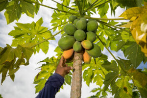 Mosca-da-carambola: mamão entra na lista de frutos com trânsito proibido para o Amazonas