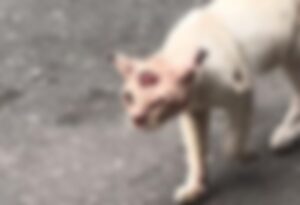 Manaus tem quase 1 mil casos confirmados de esporotricose humana, informa FVS