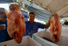 Variedade e ofertas marcam edição especial do Feirão do Pescado em Manaus