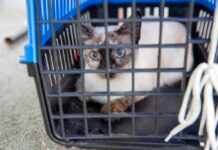 Agendamento de castração gratuita para pets começa nesta sexta-feira (29), em Manaus Cães e gatos da zona Leste podem ser castrados gratuitamente