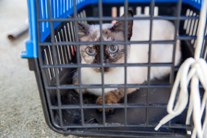 Cães e gatos da zona Leste podem ser castrados gratuitamente
